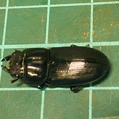 ④ムシモンオオクワガタ   新成虫ペアの販売の画像