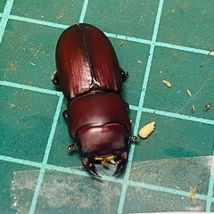 ④ムシモンオオクワガタ   新成虫ペアの販売の画像