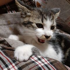 家の裏でないているのを保護しました。