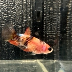 自家繁殖ベタ ペアの画像