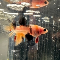 自家繁殖ベタ ペアの画像