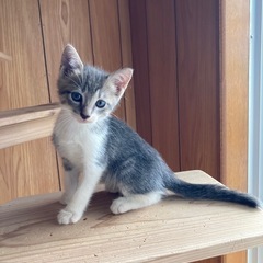 グレーと白のかわいい男の子🐈‍⬛里親さんが決まりました。
