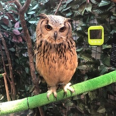 草野球助っ人や麻雀の数合わせなど