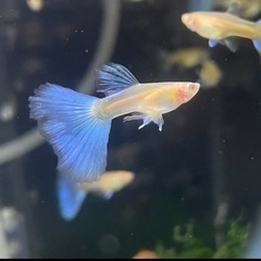 グッピー　RREA アクアマリンブルーテールの画像