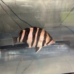 ［引き取り限定］ダトニオ・エンドリケリー