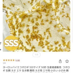 アカハライモリの赤ちゃんの生き餌