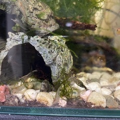 ミナミヌマエビ