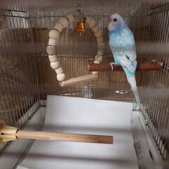 セキセイインコ男の子1歳