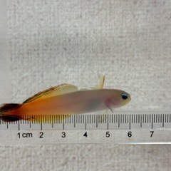 沖縄県産 ハンドコート ハタタテハゼ