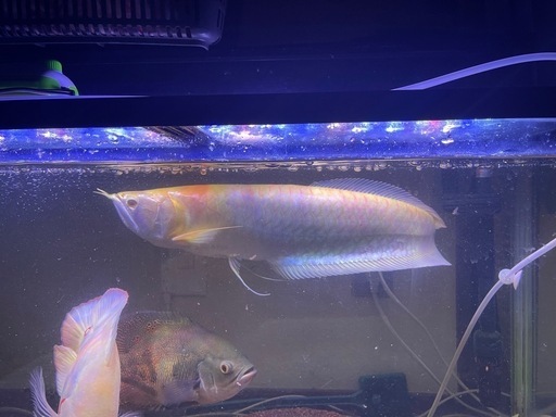 熱帯魚
