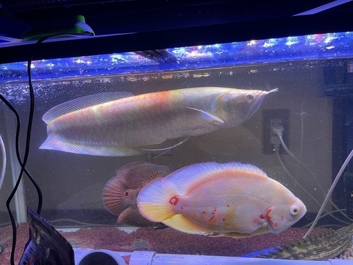 熱帯魚
