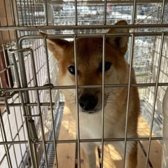 高齢ブリーダー病気入院の為募集します