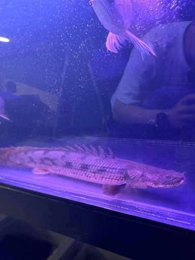 タンガニーカコンギクス