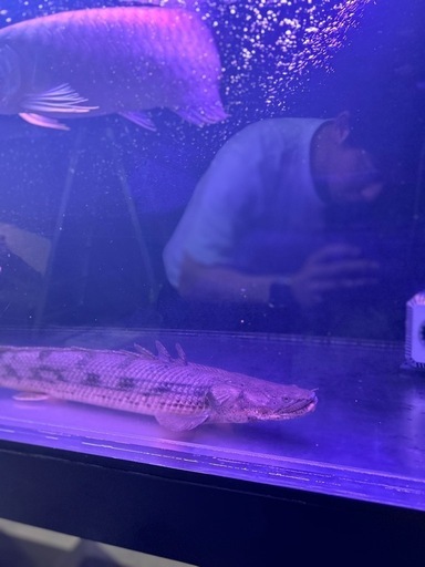 タンガニーカコンギクス　