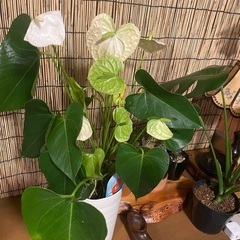観葉植物　アンスリウム　白