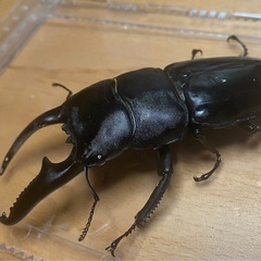 パラワンオオヒラタクワガタ　ペア　お子様が欲しい方限定　