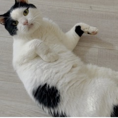かつらズレてますよ　かわいいカツラ猫