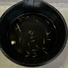 紅白ラメ（２０匹＋α）の画像