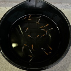 紅白ラメ（２０匹＋α）の画像