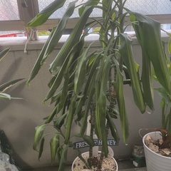 観葉植物　ドラセナの画像