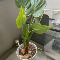 観葉植物　クワズイモの画像