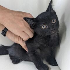 子猫　黒猫ちゃん　生後1ヶ月くらい