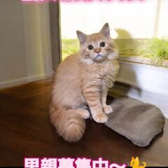 10/6(日)譲渡会。生後3ヵ月ラガマフィン♂(⋈◍＞◡＜◍)。✧♡