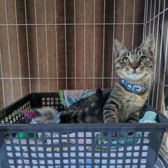 推定生後3~4ヶ月のキジトラ♂／お風呂が好きな猫くんです