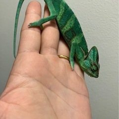 エボシカメレオン