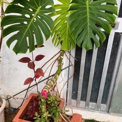 観葉植物　モンステラ
