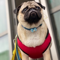 里親募集　条件一戸建て　 - 犬