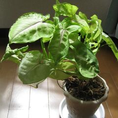 観葉植物♪シンゴニューム♡5号鉢高さ４０ｃｍの画像