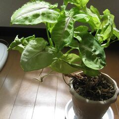 観葉植物♪シンゴニューム♡5号鉢高さ４０ｃｍの画像