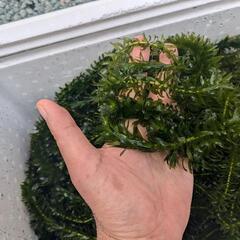 【完売】水草「金魚🐟メダカ🐢カメ🐠」など