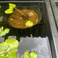楊貴妃メダカ稚魚１５の画像