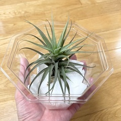 エアープランツ1つ