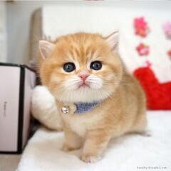 臨時休業のお知らせ9月２８日////ココネルエアー/新生児～２４...