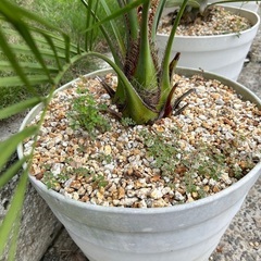 ココスヤシ🌴大鉢ごとお渡しします🌴植物　ガーデニングの画像
