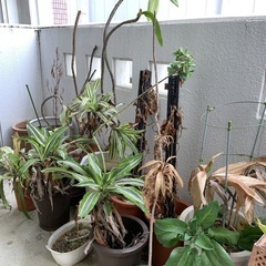 観葉植物｜どれでも0円でお譲りします。