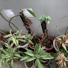 観葉植物｜どれでも0円でお譲りします。の画像