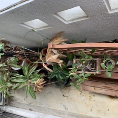 観葉植物｜どれでも0円でお譲りします。の画像