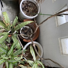 観葉植物｜どれでも0円でお譲りします。の画像
