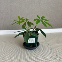 【決まりました】観葉植物　カポック（シェフレラ）（小サイズ）の画像