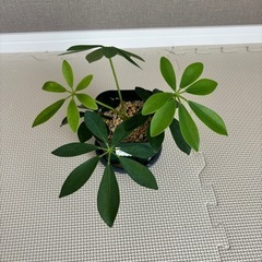 【決まりました】観葉植物　カポック（シェフレラ）（小サイズ）の画像