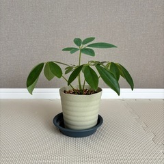 【決まりました】観葉植物　カポック（シェフレラ）（小サイズ）の画像