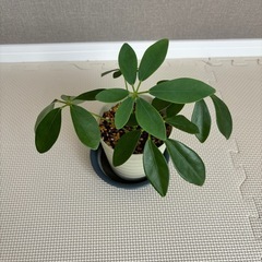 【決まりました】観葉植物　カポック（シェフレラ）（小サイズ）の画像
