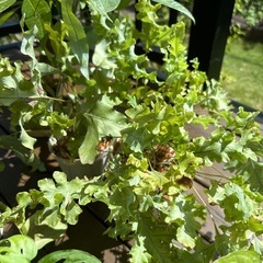 観葉植物セットの画像