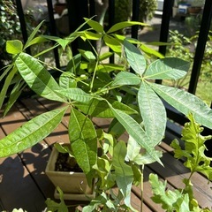 観葉植物セットの画像