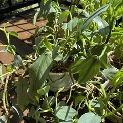 観葉植物セットの画像