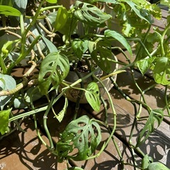 観葉植物セットの画像